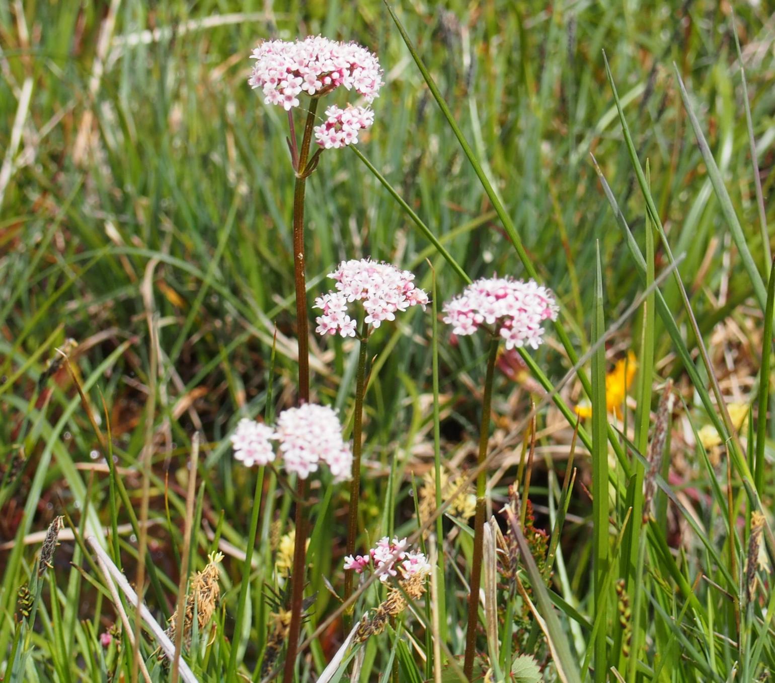 Valerian, Dioecious